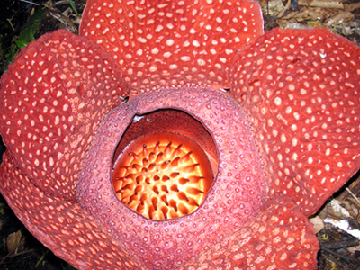 生物解説 世界最大にして世界一臭い花 ラフレシア りのの色々レビュー